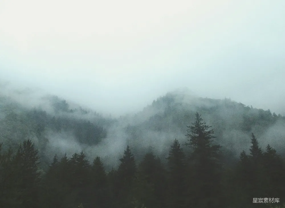高清摄影  灰雾森林