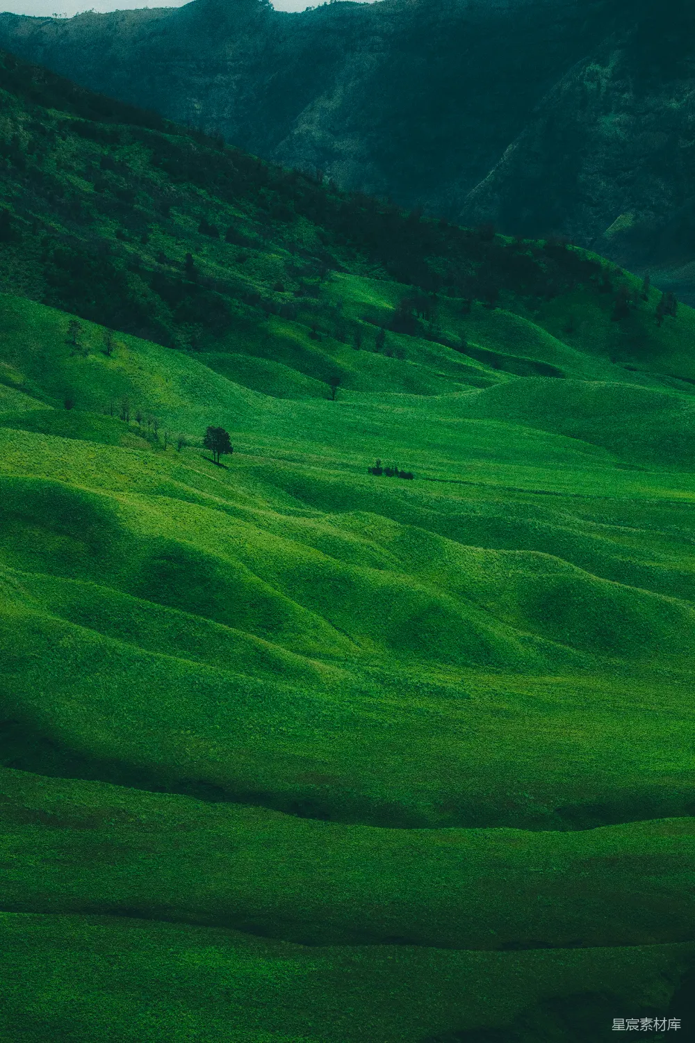 高清摄影  绿草.fields