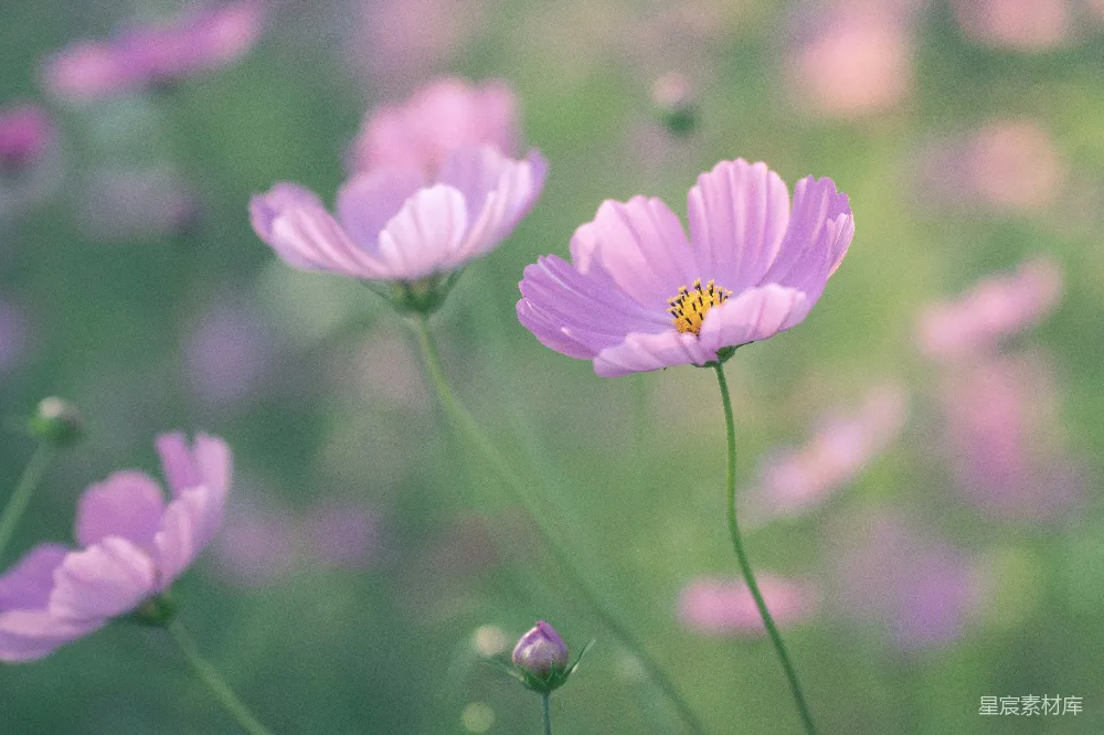 高清摄影 一朵花的特写镜头