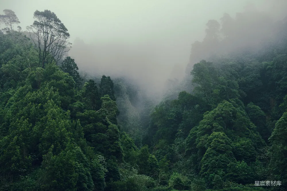 高清摄影  森林中的一群树木
