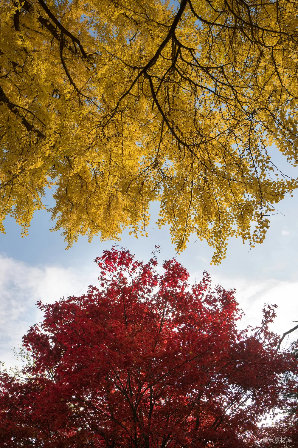高清摄影 自然 蓝天背景下树木的 wormseye 视角