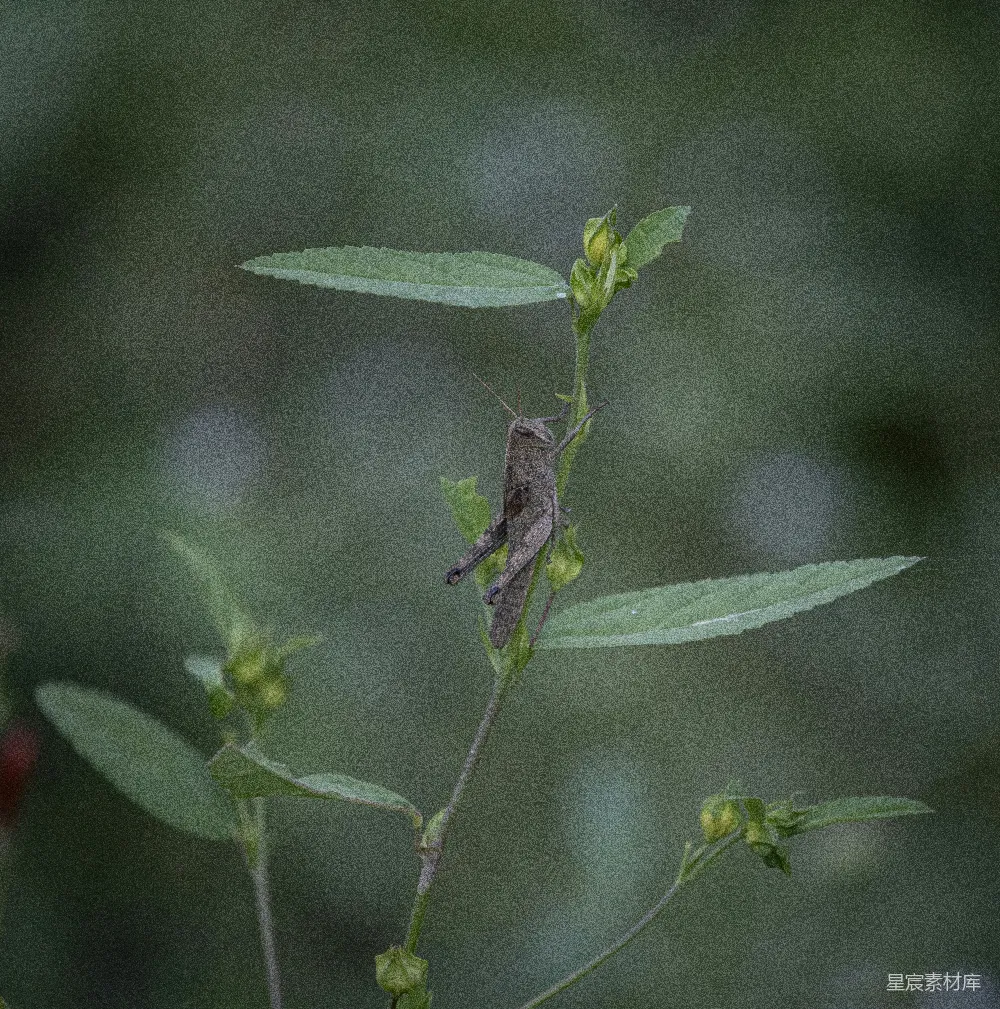 高清摄影  一棵植物的特写镜头中有一只昆虫在上面。
