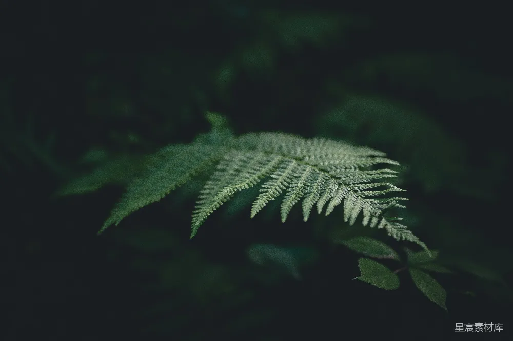 高清摄影 聚焦特写拍摄的蕨类植物照片