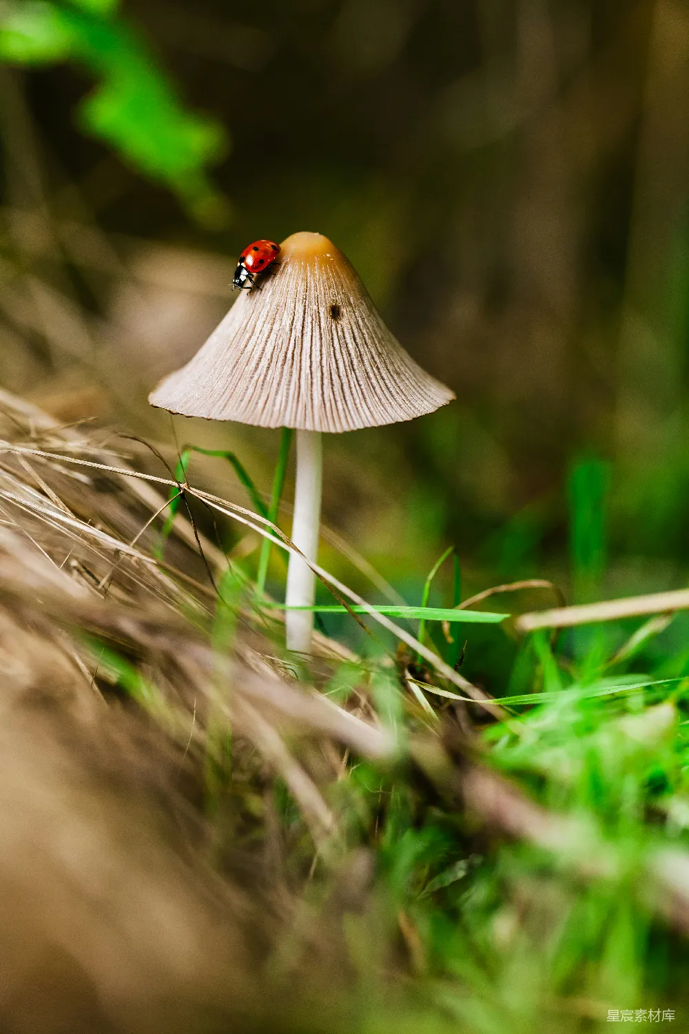 高清摄影  蘑菇上的昆虫 Macro摄影 昆虫在蘑菇上