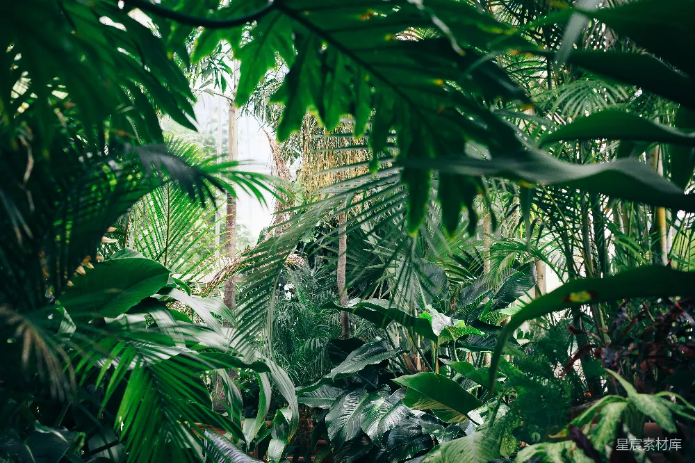 高清摄影 热带植物 自然风光 绿色生态 植物园 户外美景 覆盖着绿色植物的区域