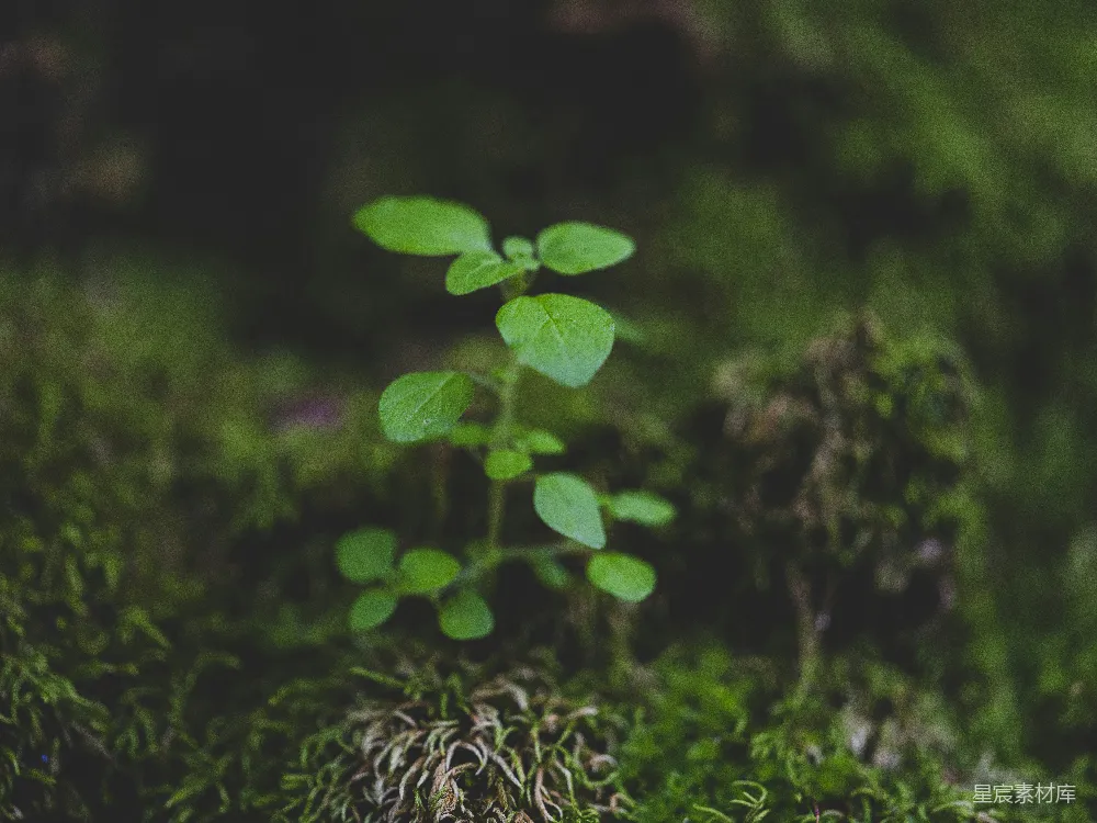 高清摄影  生长在苔藓上的一个小绿植物