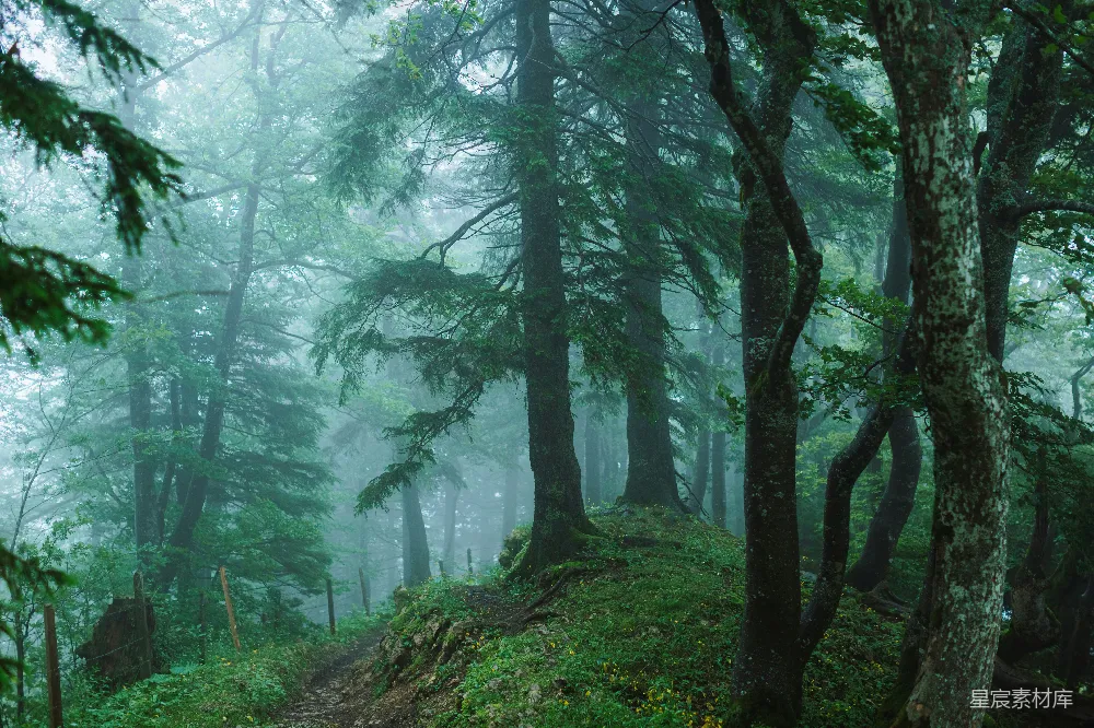 高清摄影 自然 壁纸 旅行 森林中一条被浓雾遮蔽的小径