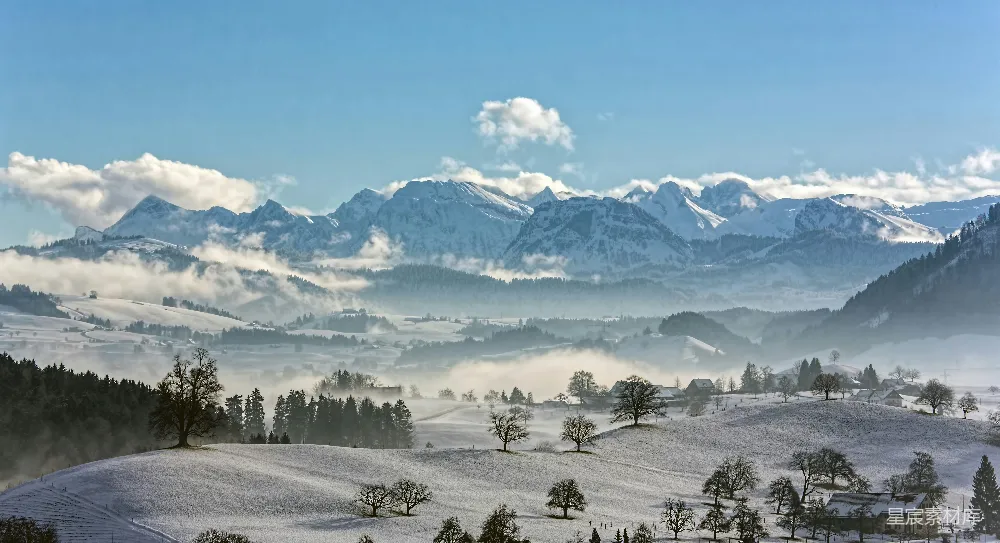 高清摄影  覆盖着白雪的树木