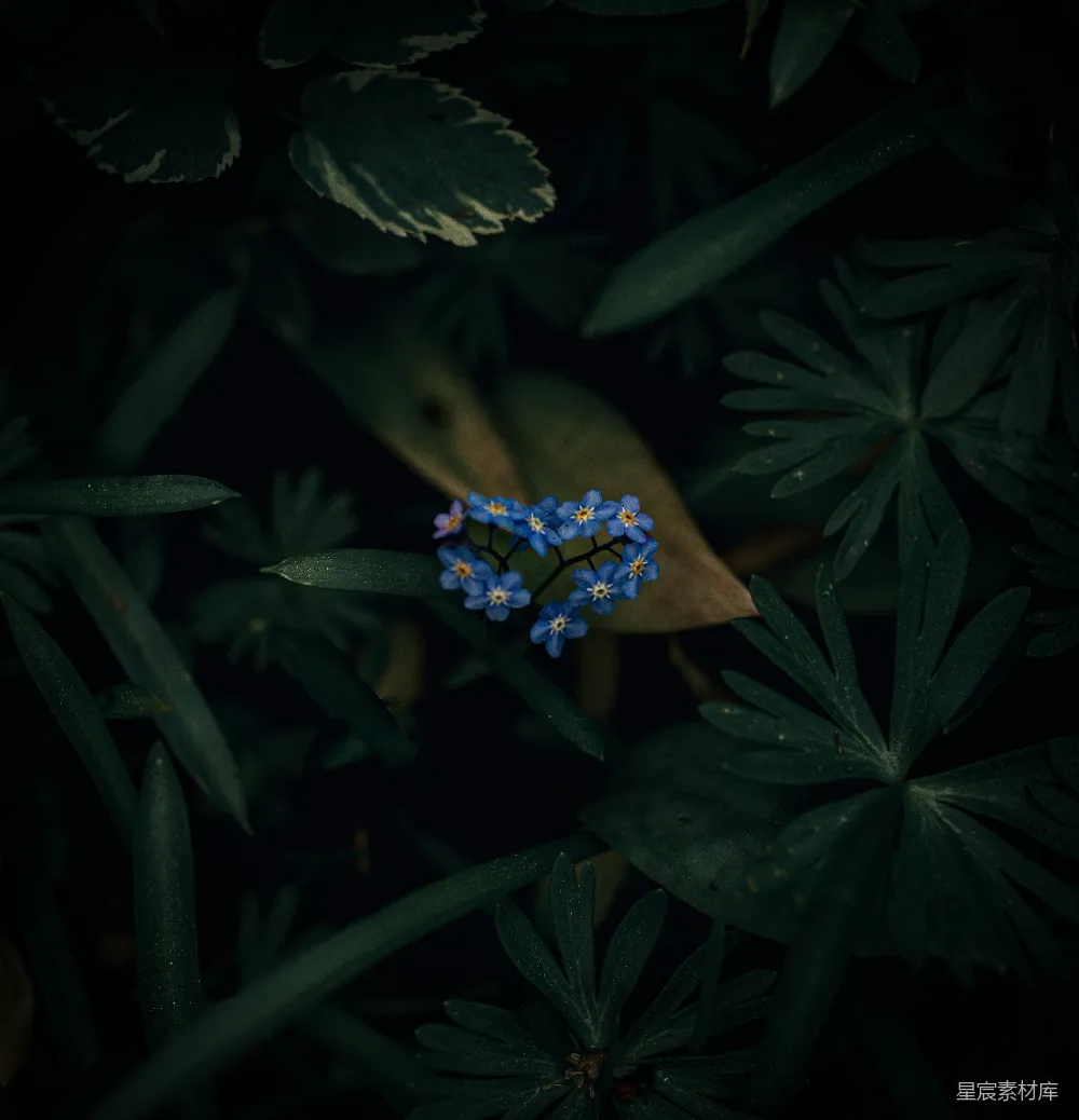 高清摄影 深色背景 蓝色花朵 自然风光 植物特写 宁静 一朵小蓝花周围环绕着绿色的叶子
