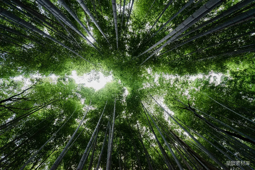 高清摄影 低角度拍摄竹林树木