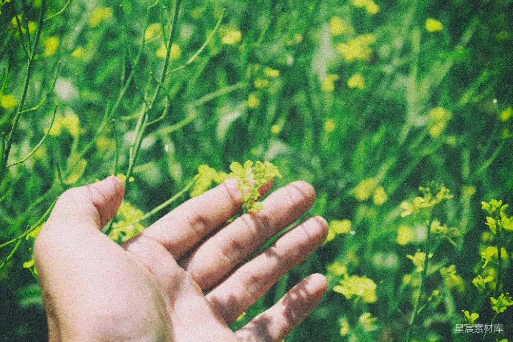 高清摄影 春天 自然 手捧花 户外 宁静 浅聚焦摄影中的人物手持黄色花植
