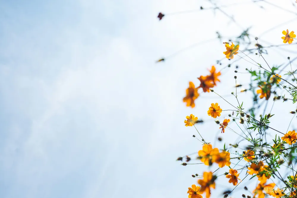 高清摄影  橙色的花