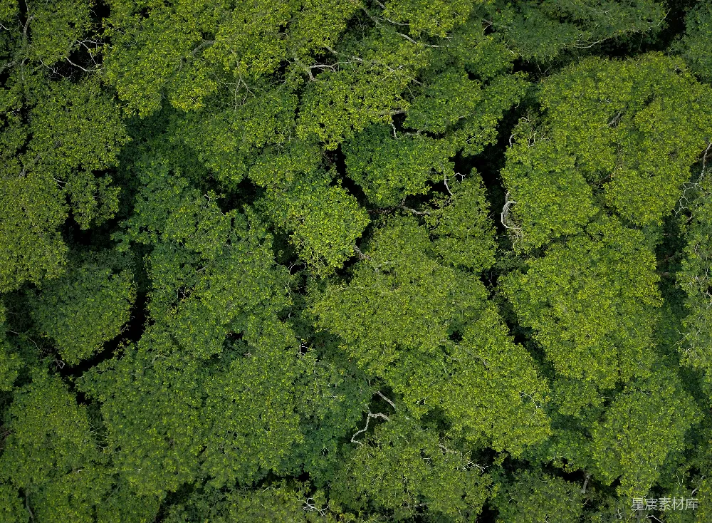 高清摄影  白天树木的 aerial 视角