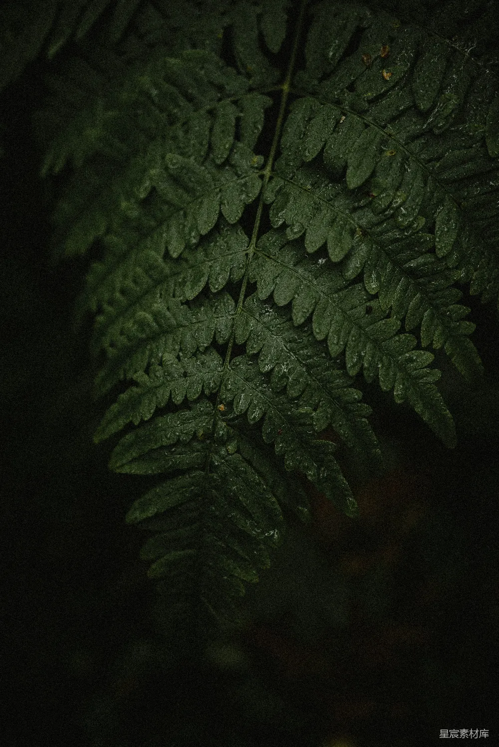 高清摄影  一片蕨类植物叶子的特写镜头，在黑暗中