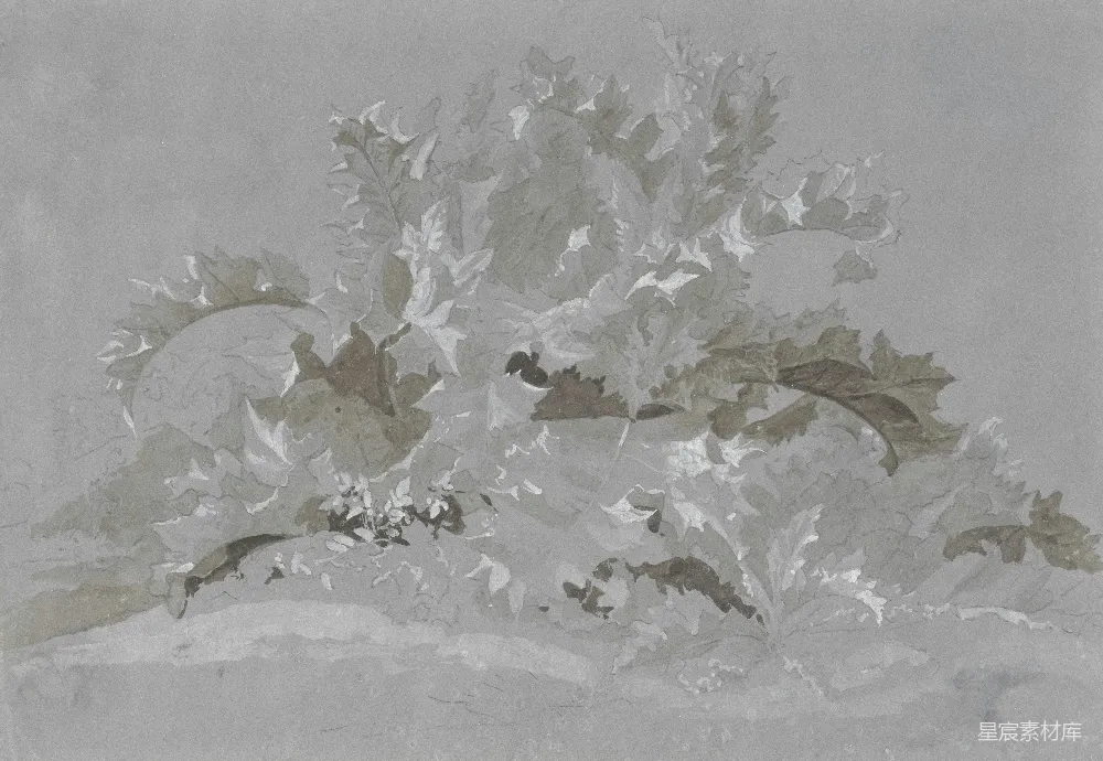 高清摄影  一棵树的画，上面有叶子