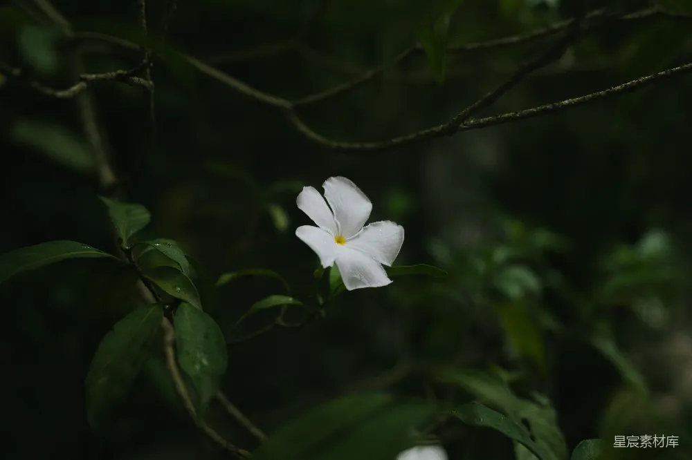 高清摄影 背景中一朵绿色叶子的白色花朵。