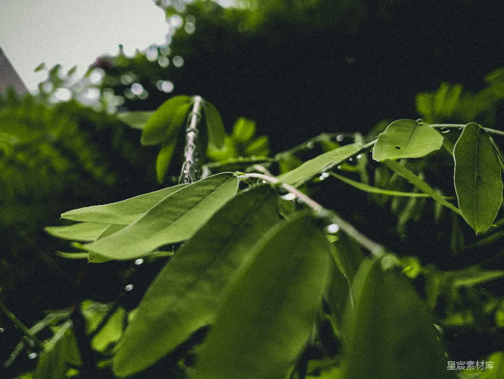高清摄影 一棵植物的特写 shots