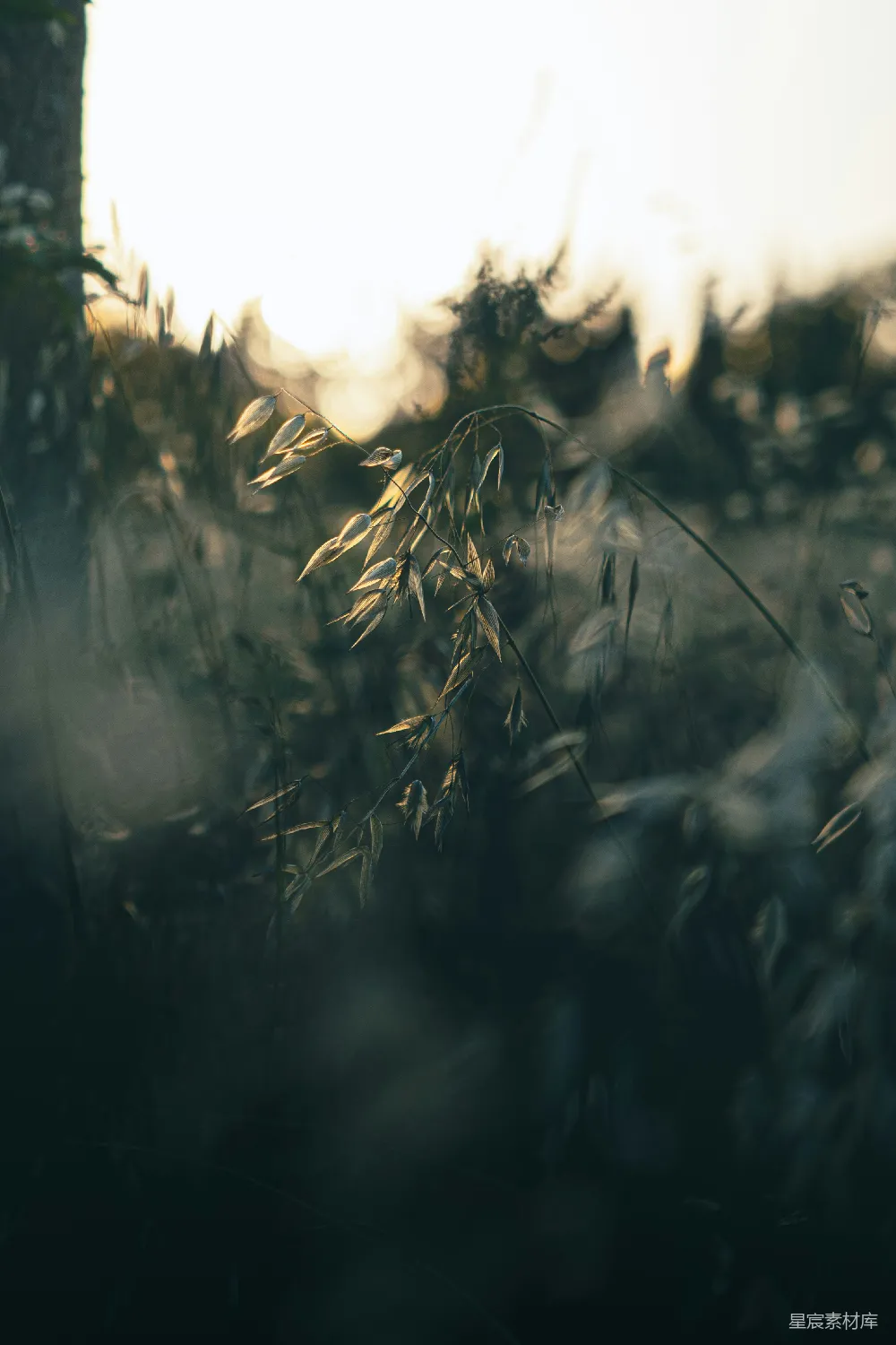 高清摄影 一幅植物的特写图象