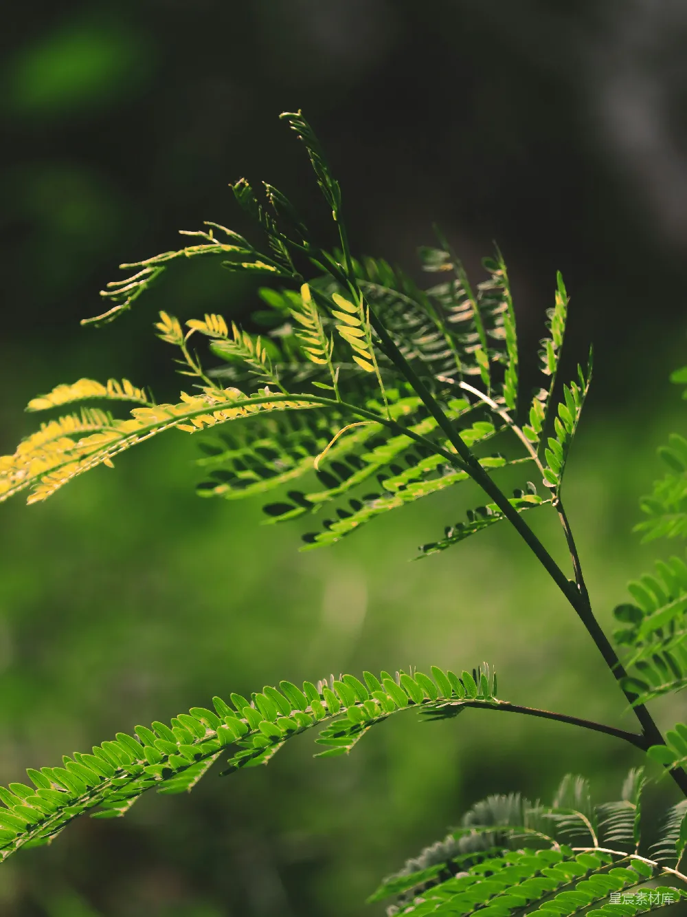 高清摄影 自然 壁纸 一株植物的特写镜头，叶片为绿色