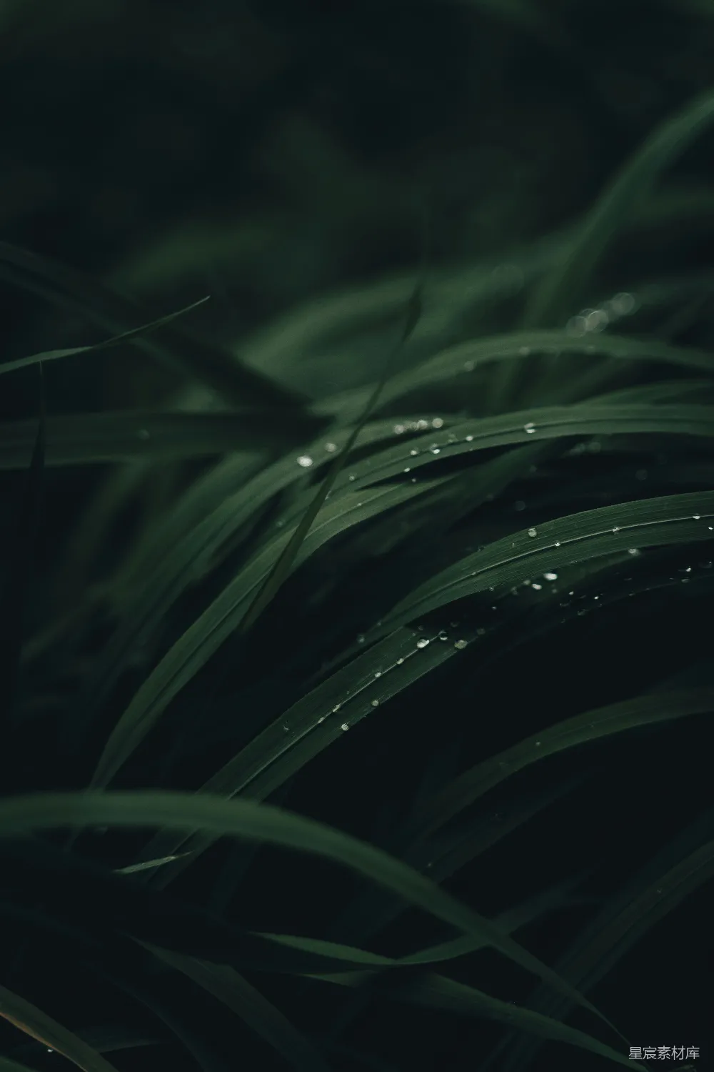 高清摄影  植物上的近景，挂着水珠