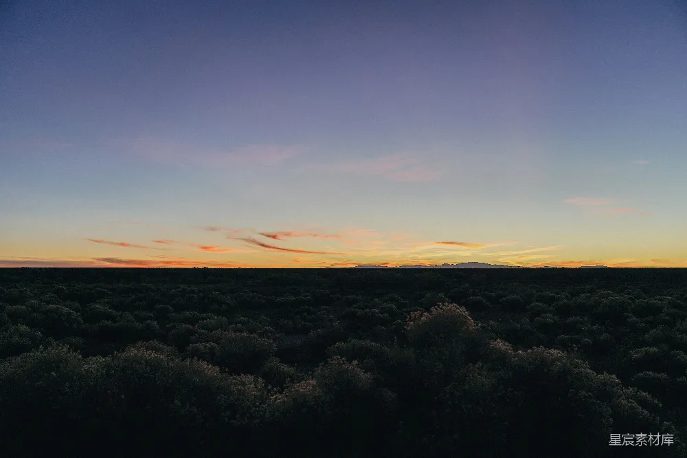 高清摄影  夕阳下的树影轮廓