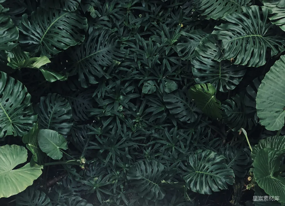 高清摄影 绿叶植物的特写照片