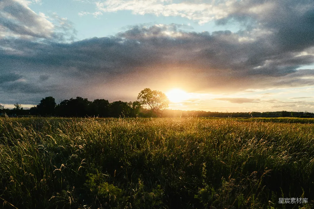高清摄影  金色的夕阳照亮了一片高高的草场。