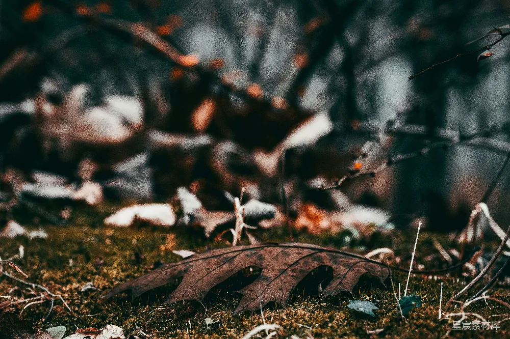 高清摄影  一棵树的枝条特写