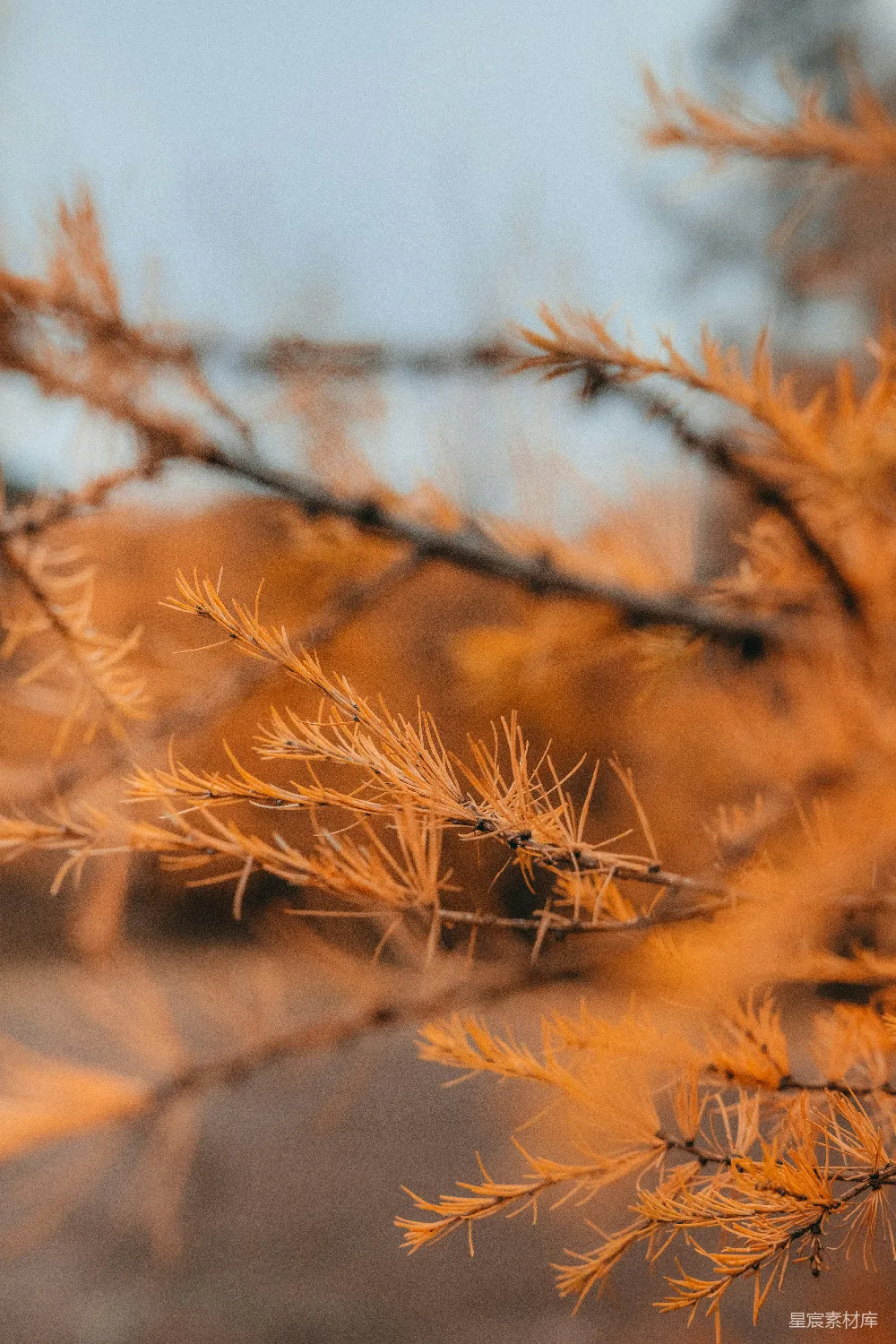 高清摄影 一棵树干的特写镜头，背景模糊。