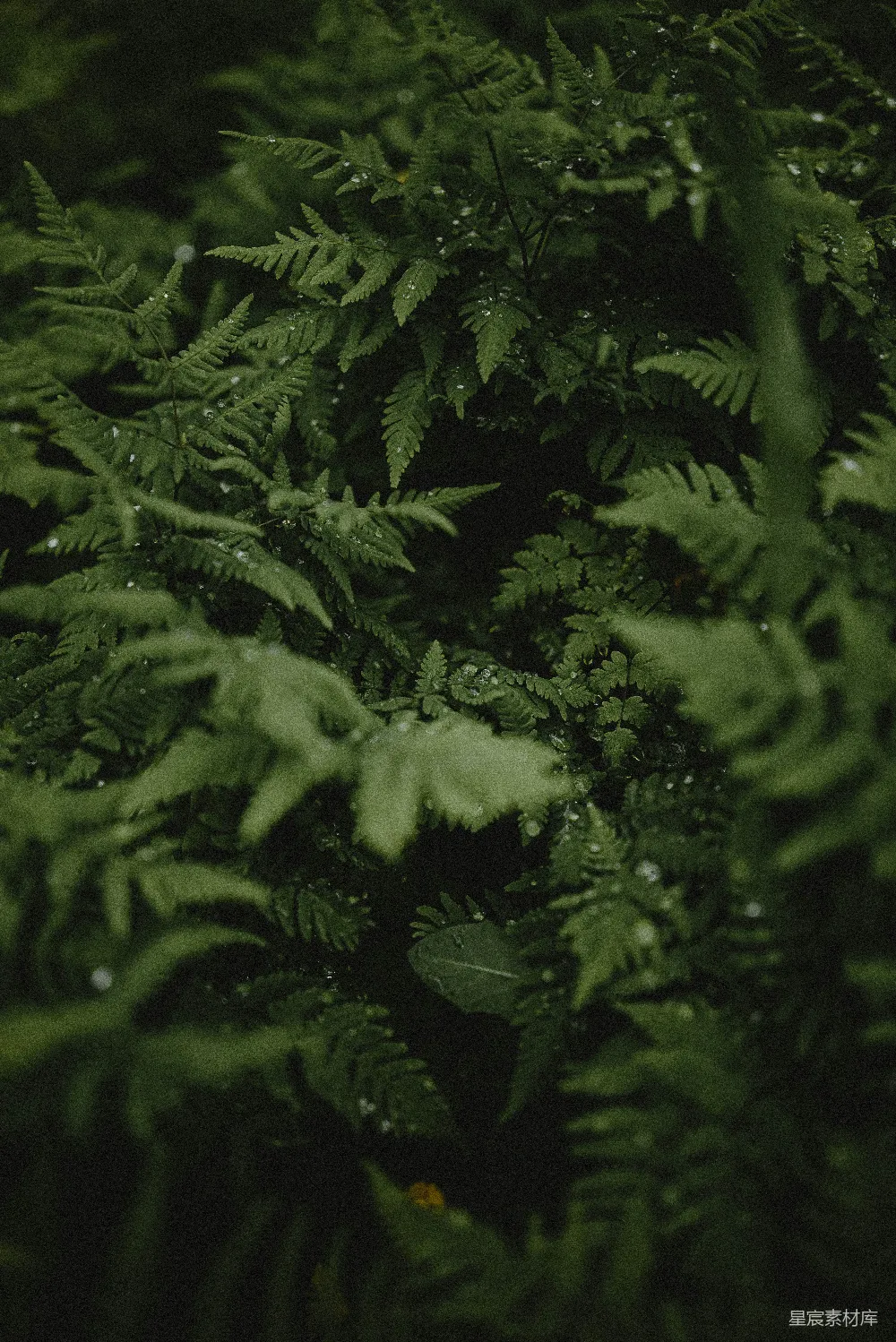 高清摄影  一束布满水珠的绿植