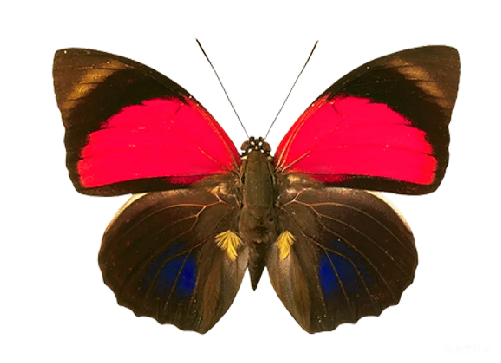 元素素材 蝴蝶