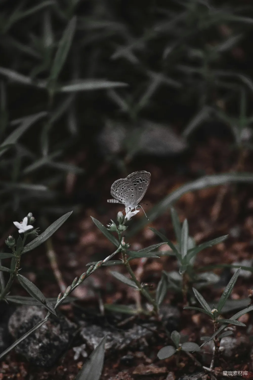 高清摄影  花上的蝴蝶