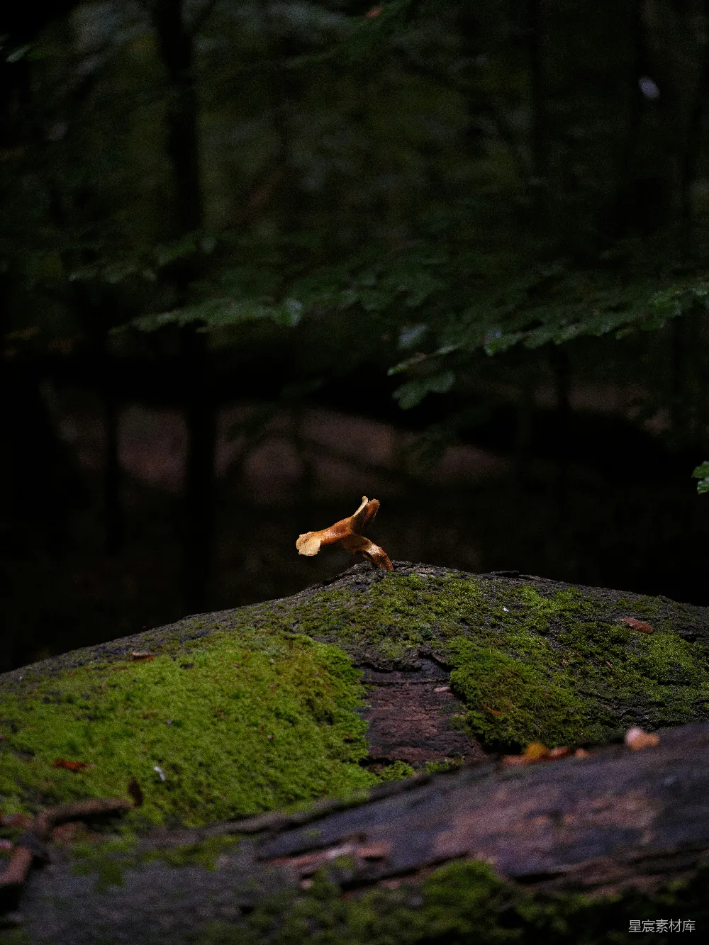 高清摄影  一棵蘑菇从苔藓覆盖的树桩上生长出来。