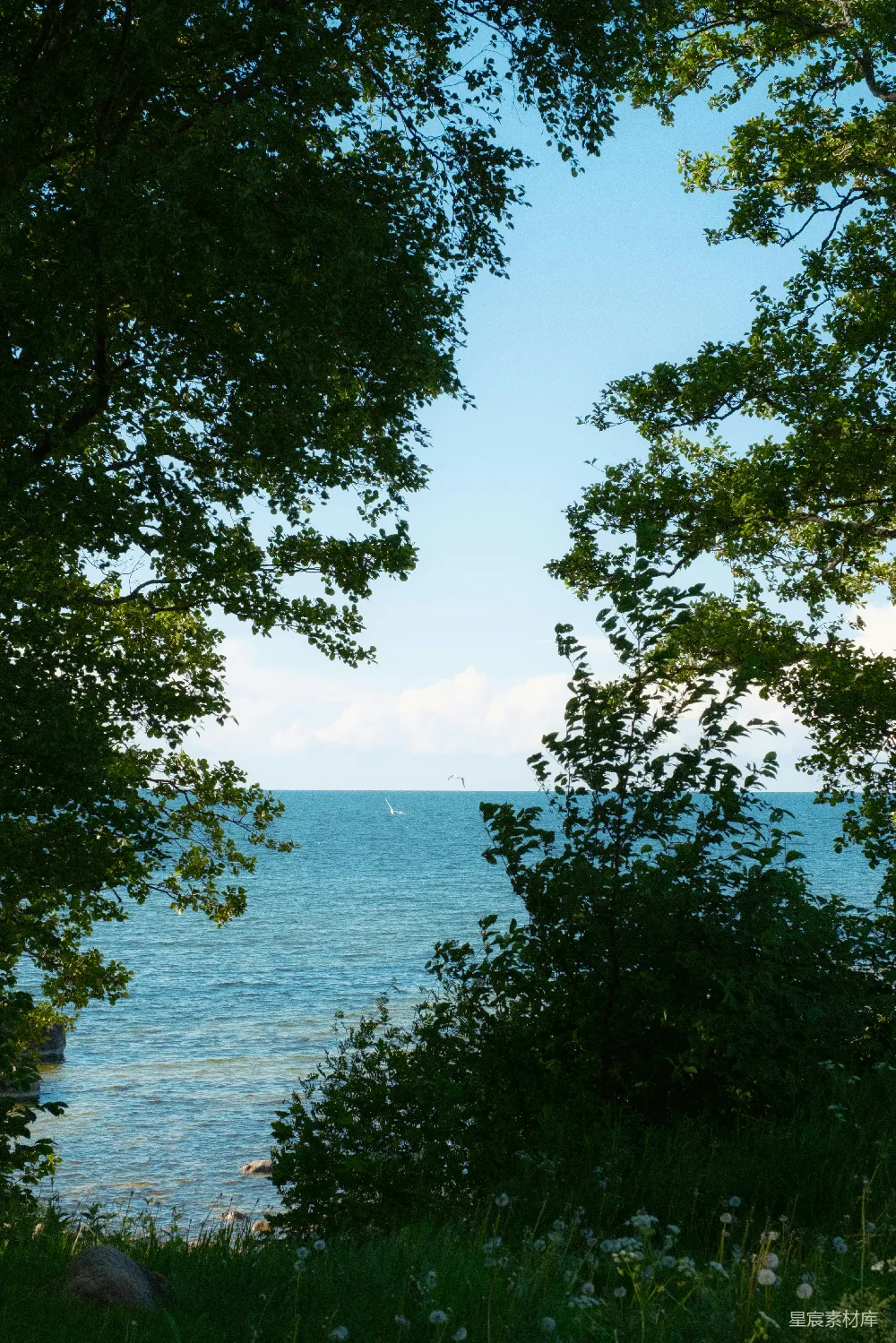 高清摄影 自然 透过一些树木看去的水面景色