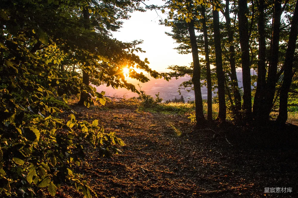 高清摄影 自然 夕阳穿过林间的树木。