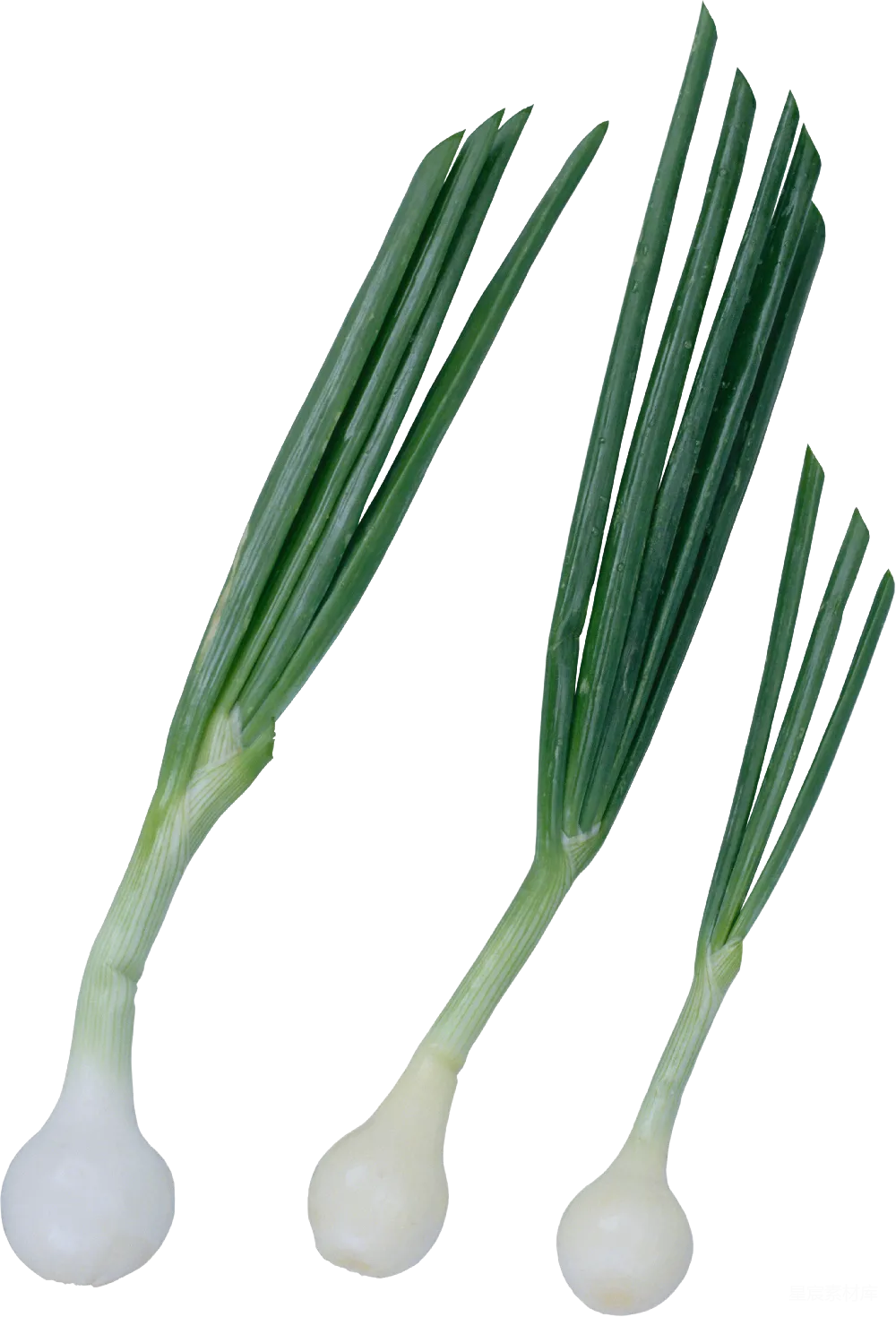 元素素材 蒜