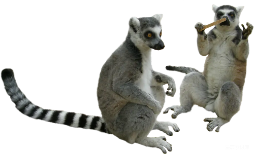元素素材 元素 Lemur