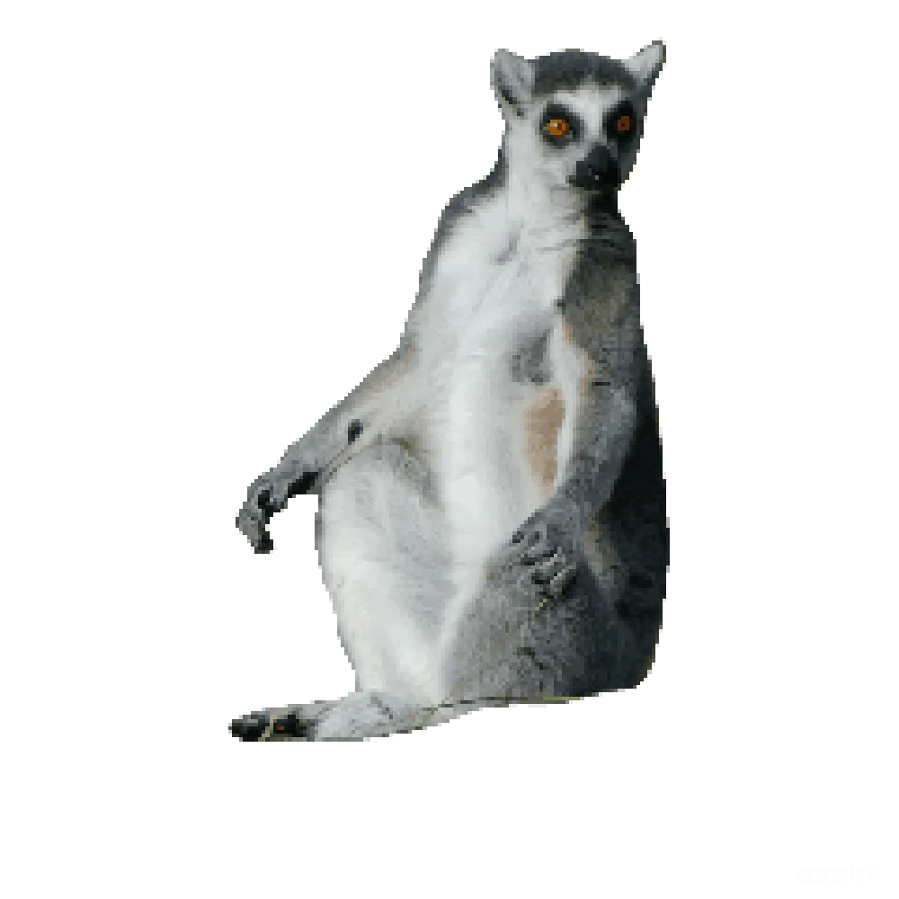 元素素材 狐猴