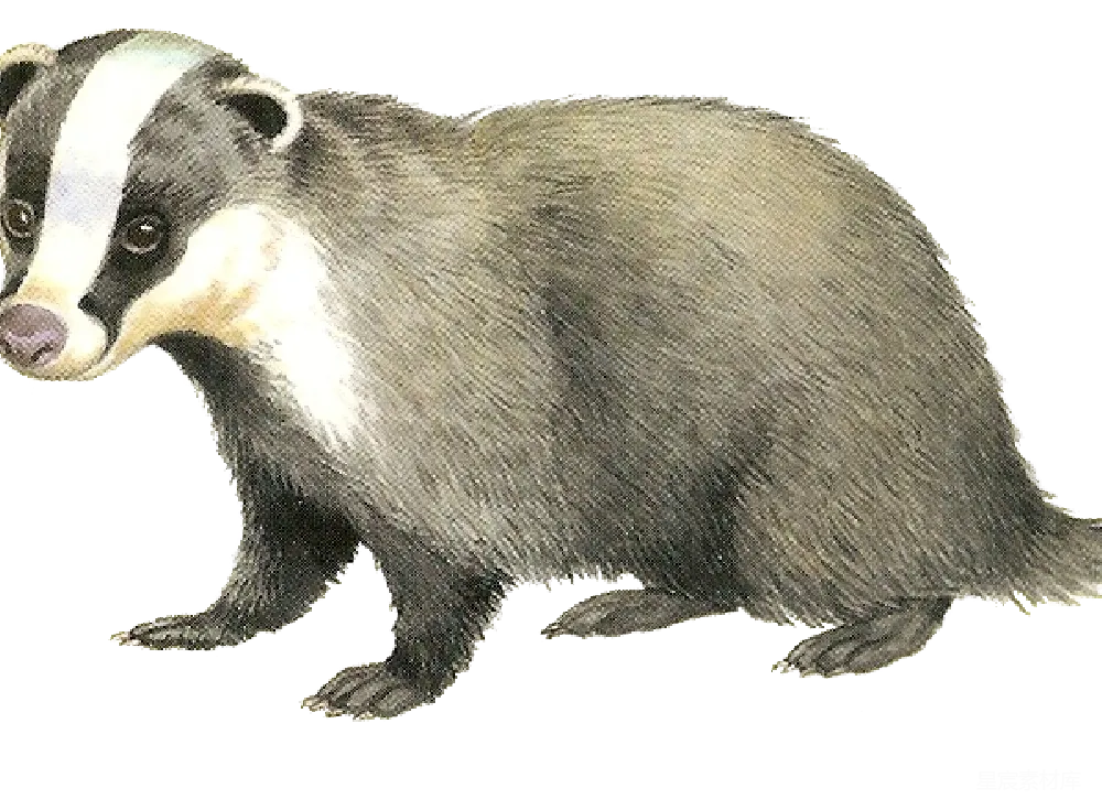 元素素材 獾