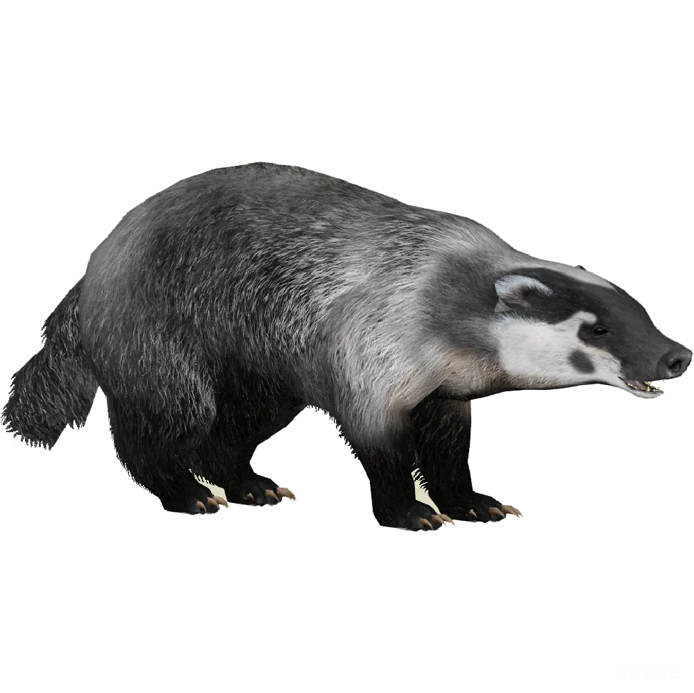 元素素材 獾