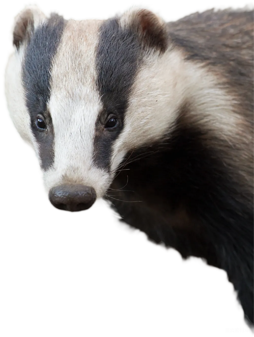 元素素材 獾