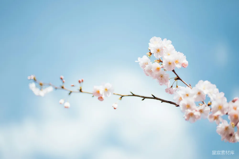 高清摄影 浅焦点摄影的白花