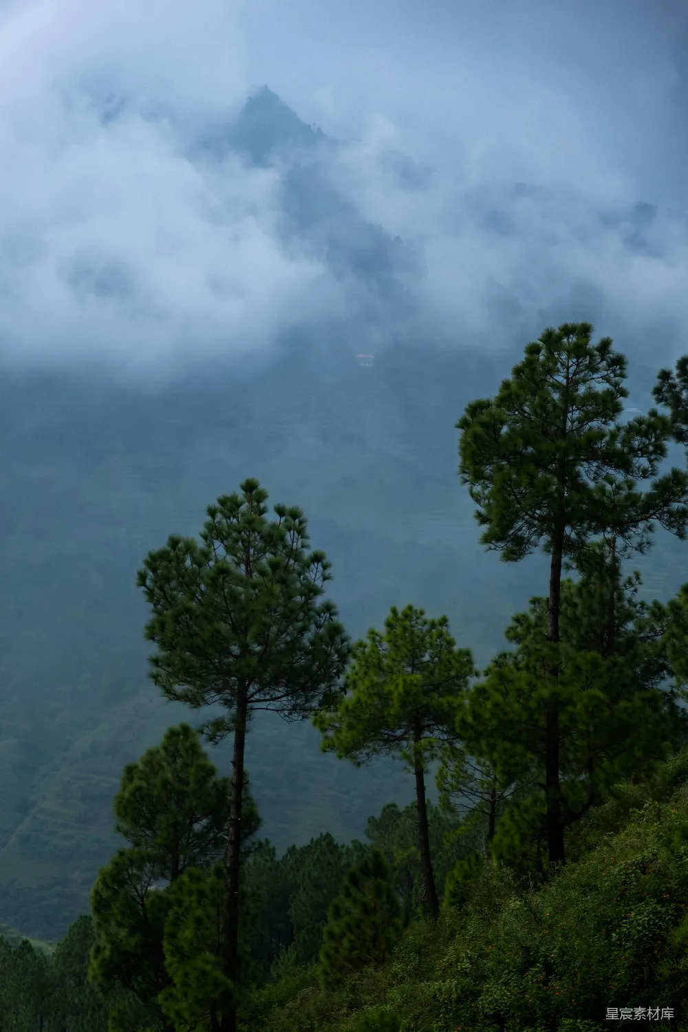 高清摄影  山坡上的一群树木，在背景中有山。