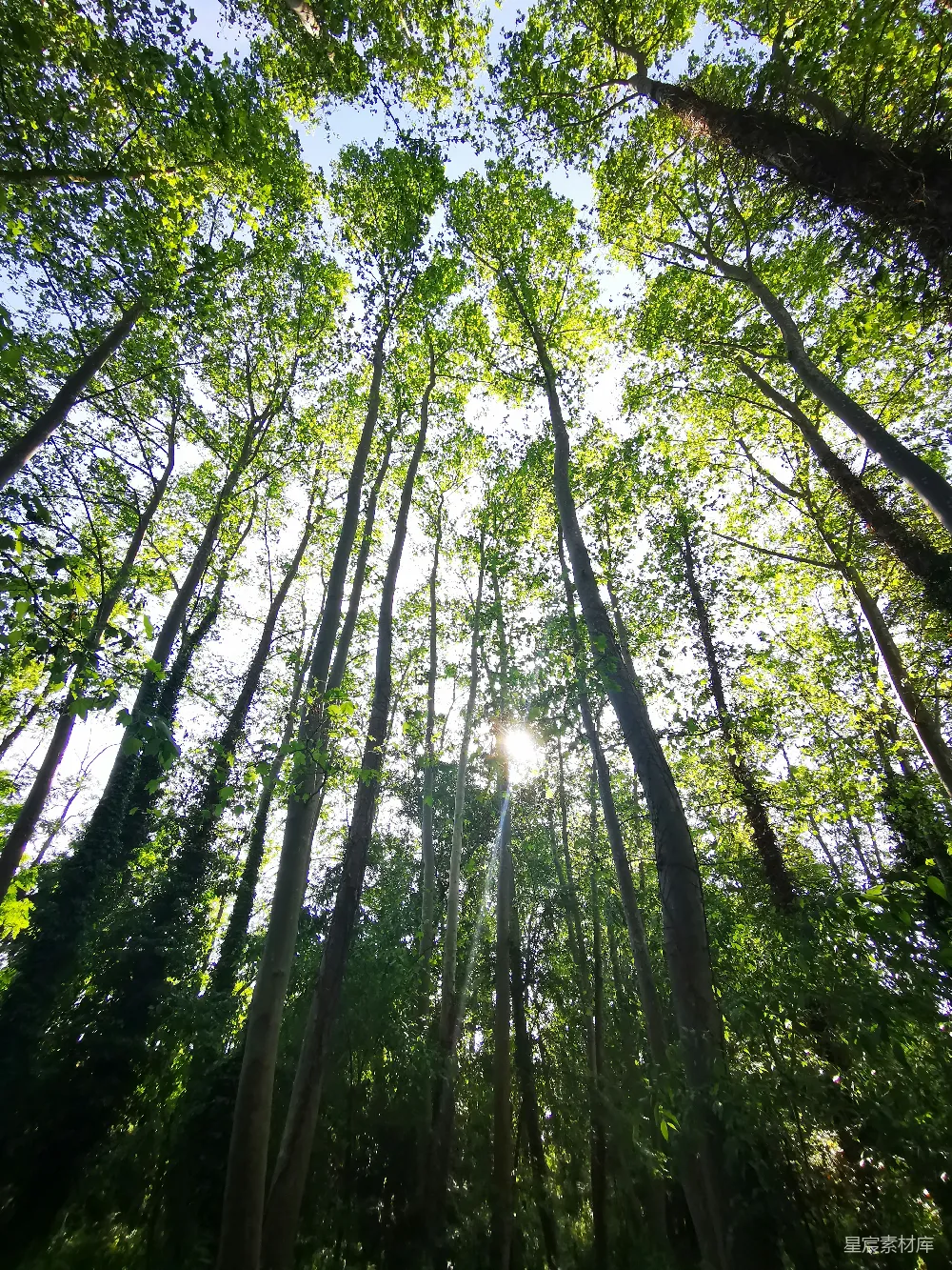 高清摄影  白天低角度拍摄的绿色树木