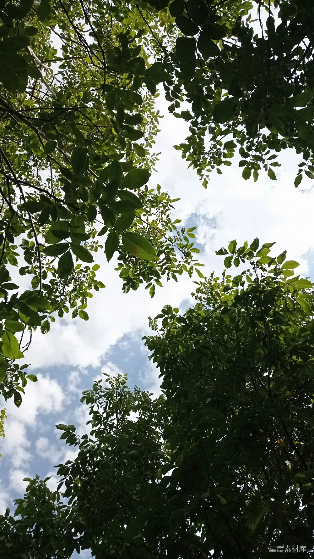 高清摄影  树梢间窥视的天空