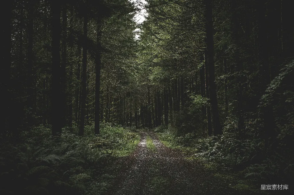 高清摄影 自然 树间清除道路