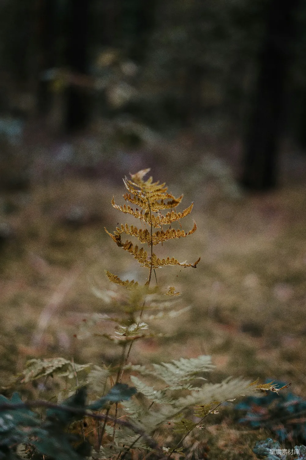 高清摄影 森林中一朵黄色的花