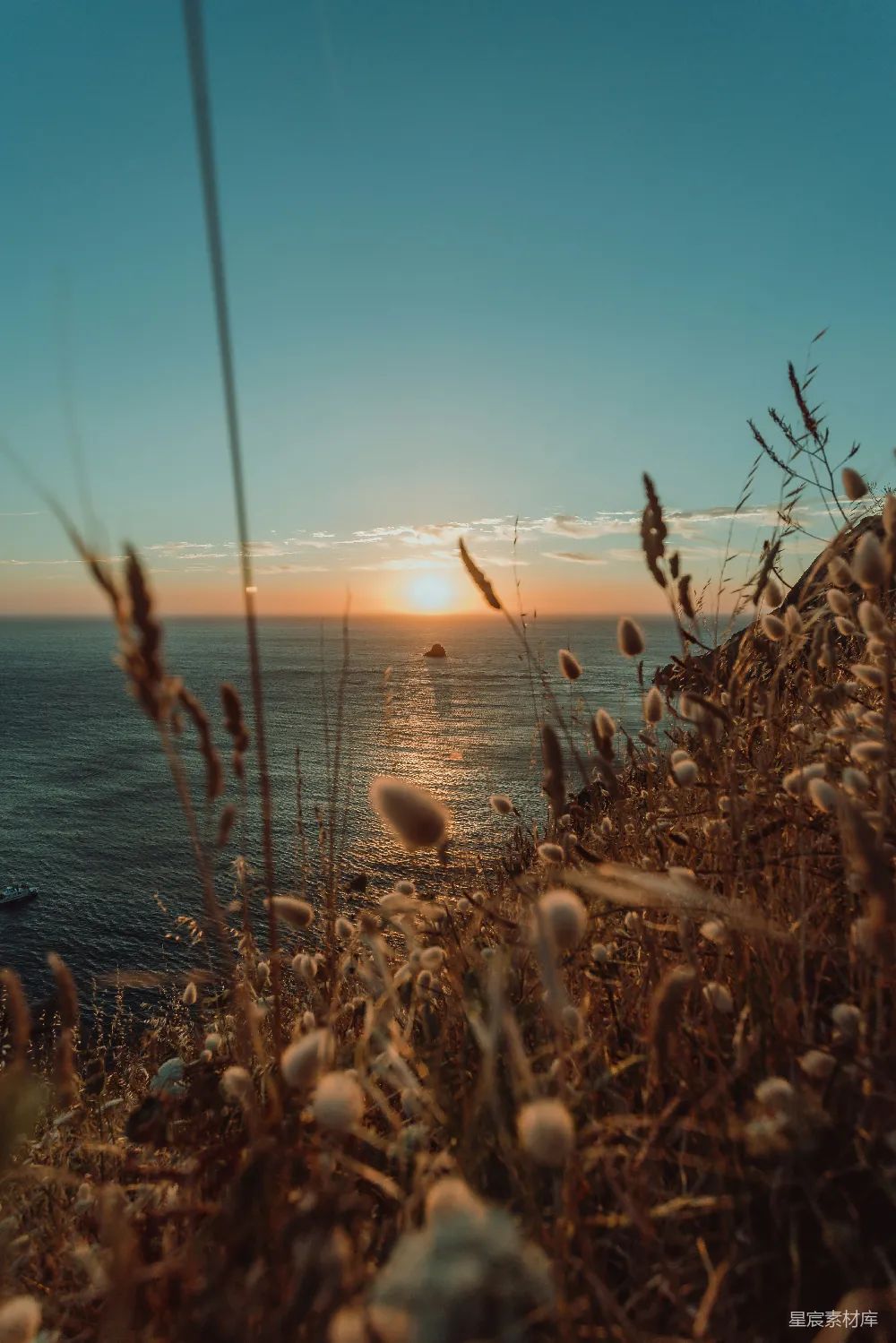 高清摄影 夕阳下近水边的褐色草丛