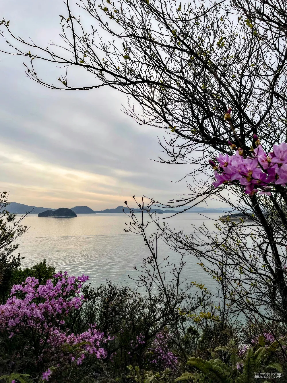 高清摄影  前景中有一片水域，水面上开满了紫色的花朵的景象。