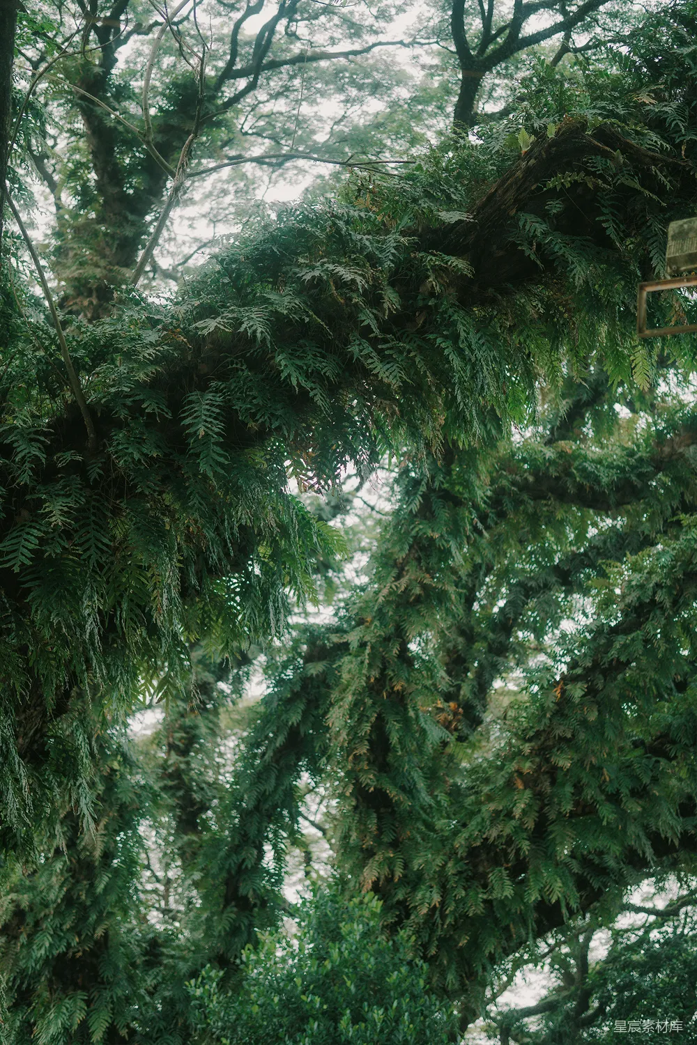 高清摄影  树干上悬挂着一个鸟食器